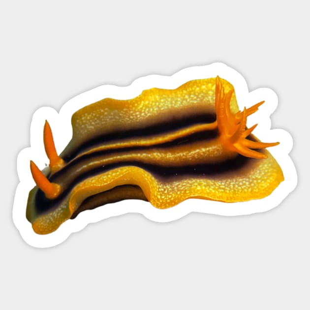 Chromodoris Joshi Sticker by likbatonboot